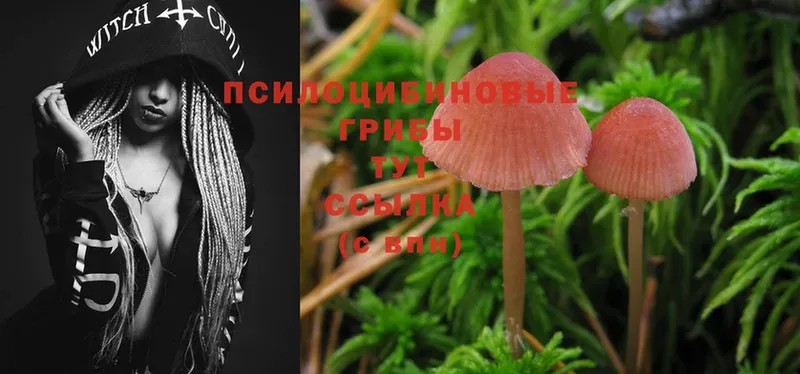 наркошоп  Северодвинск  мега ссылки  Псилоцибиновые грибы Magic Shrooms 